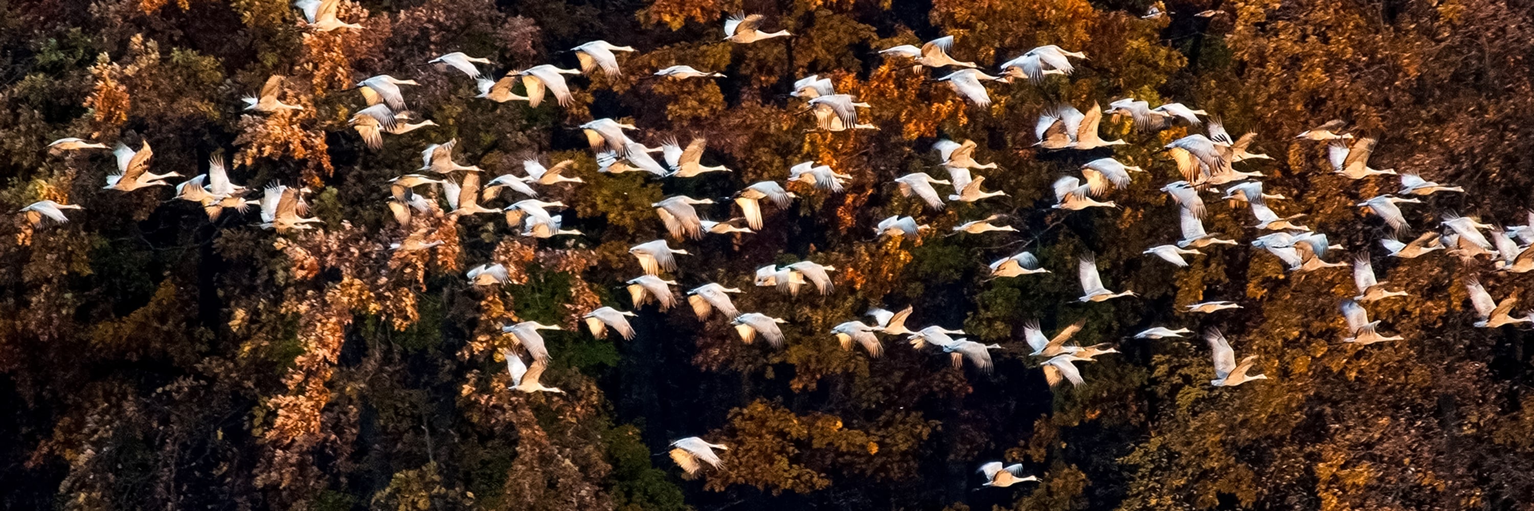 
        <div class='title'>
          11 Cranes and Oaks
        </div>
       