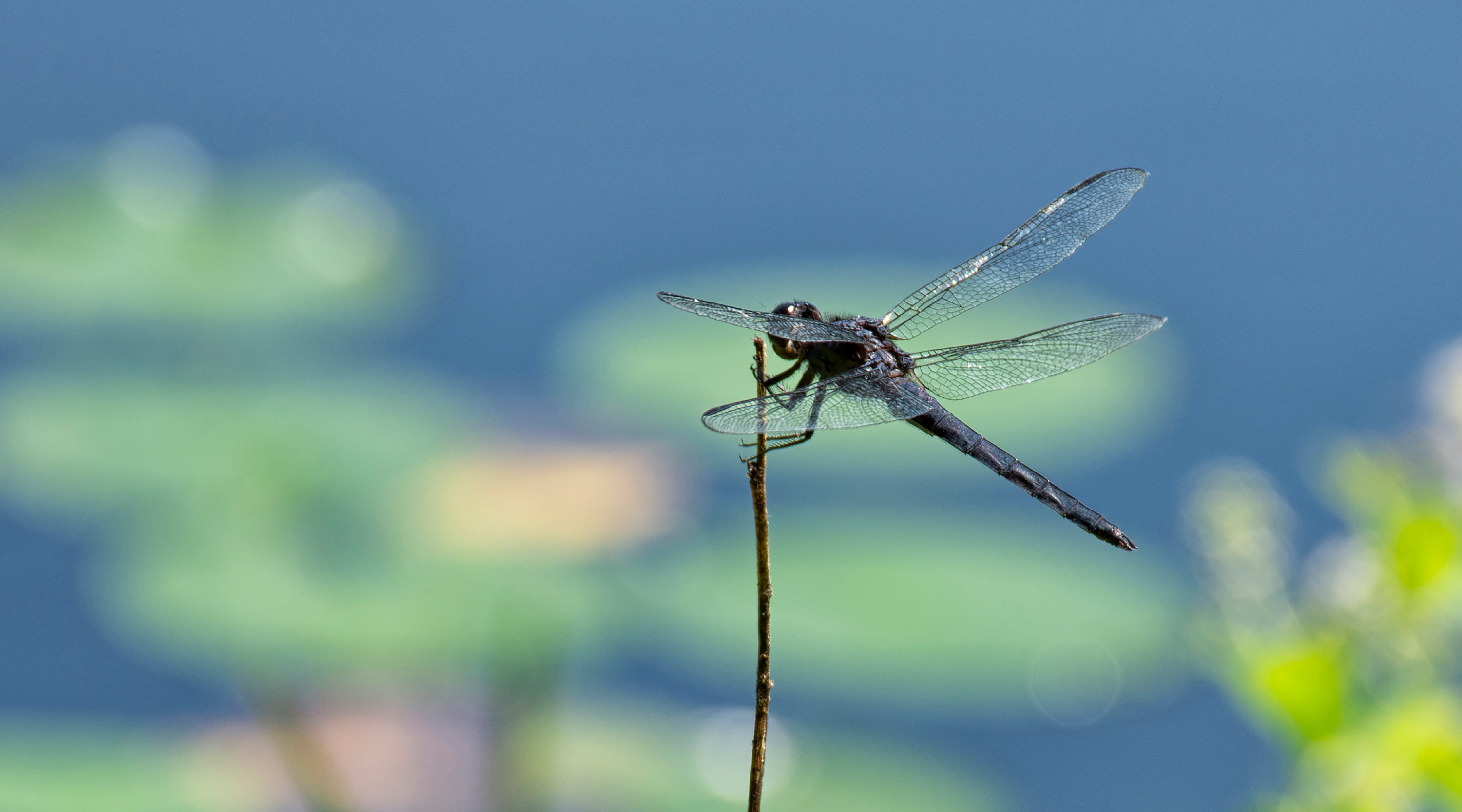 
        <div class='title'>
          Blue Dragon Fly Home Page Banner
        </div>
       