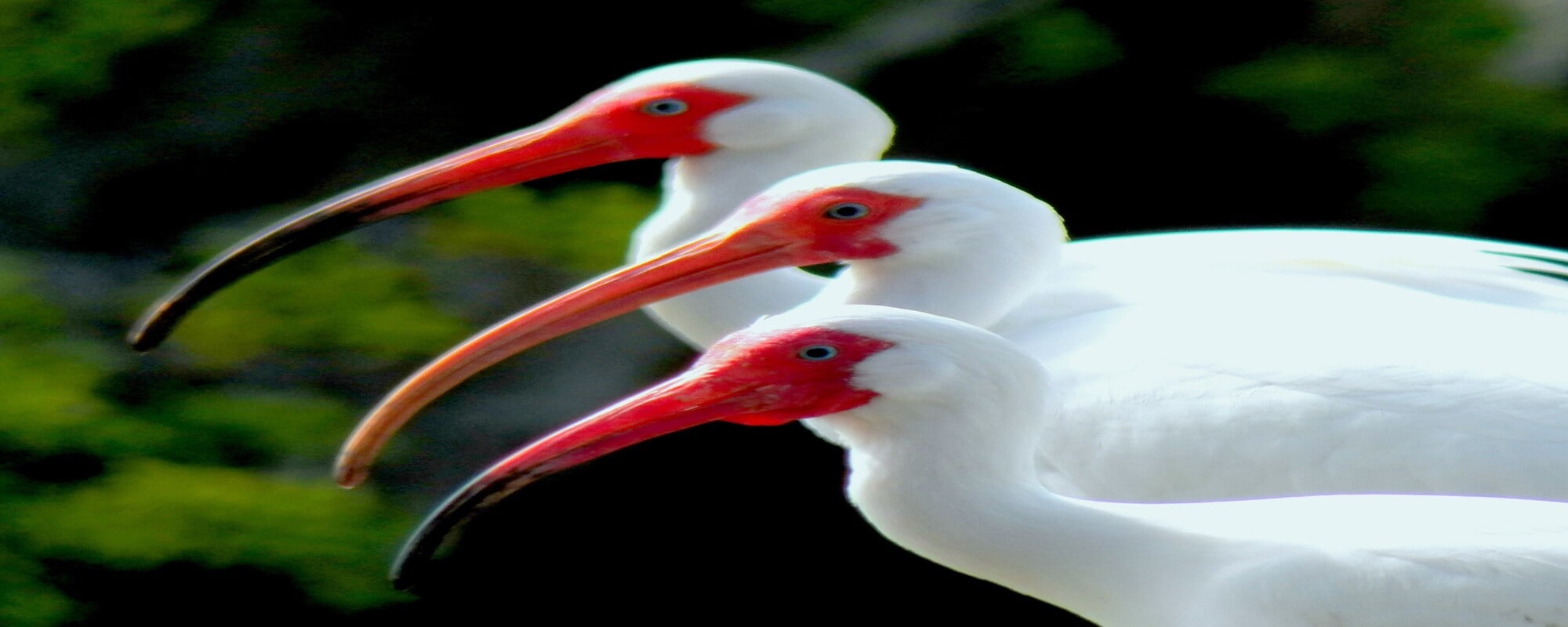 
        <div class='title'>
          Diane Di Maio Ibis Amigos dpuuxs 2
        </div>
       