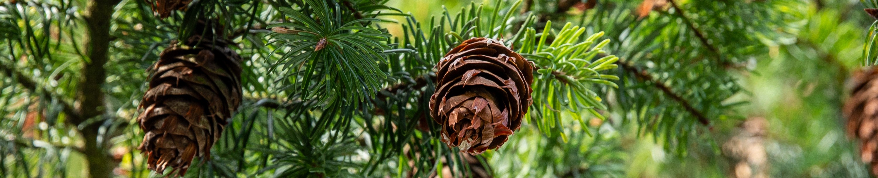 
        <div class='title'>
          Forest Jewels Banner
        </div>
       