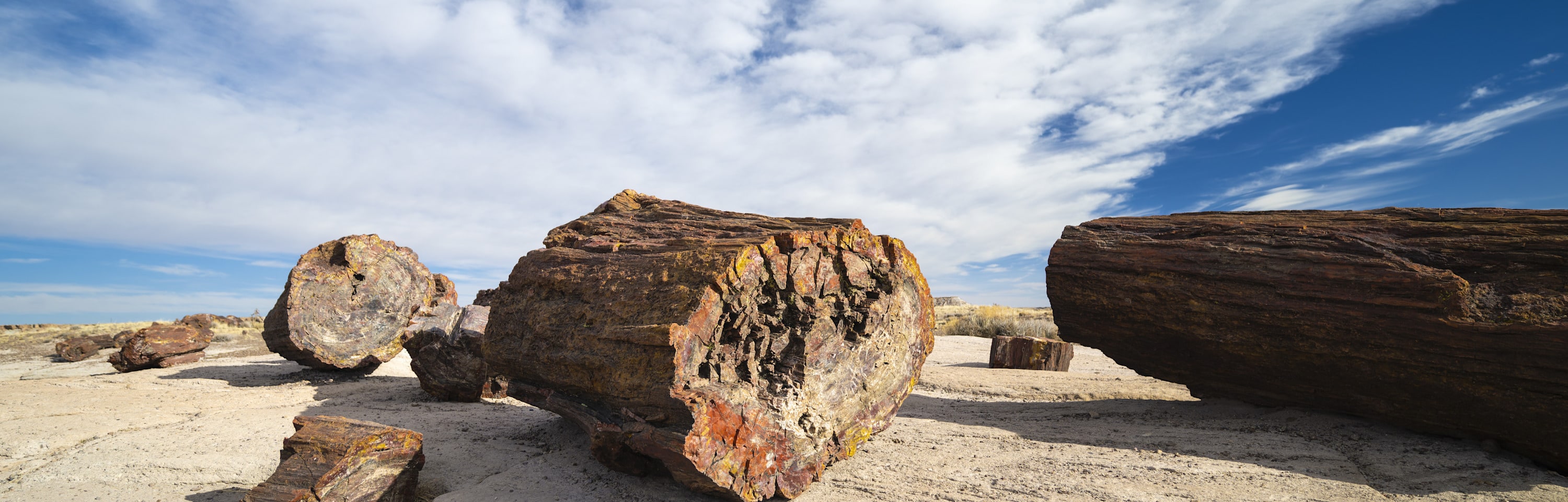 
        <div class='title'>
          Petrifed Log Kim Koubek ufgyyz (1)
        </div>
       