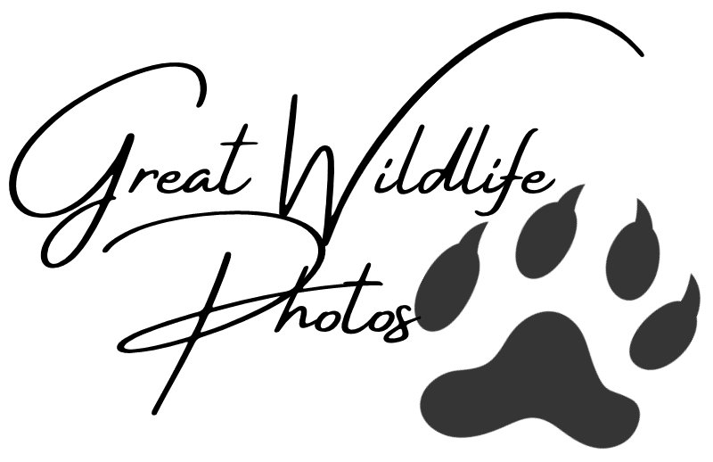greatwildlifephotos