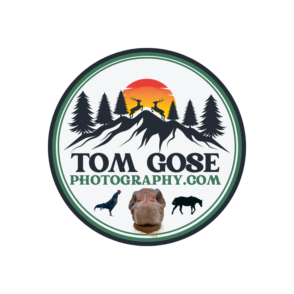 Tom Gose Photography - Unique shots from around the world while raising money for animal rescues in need