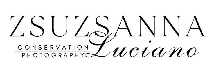 zsuzsanna luciano