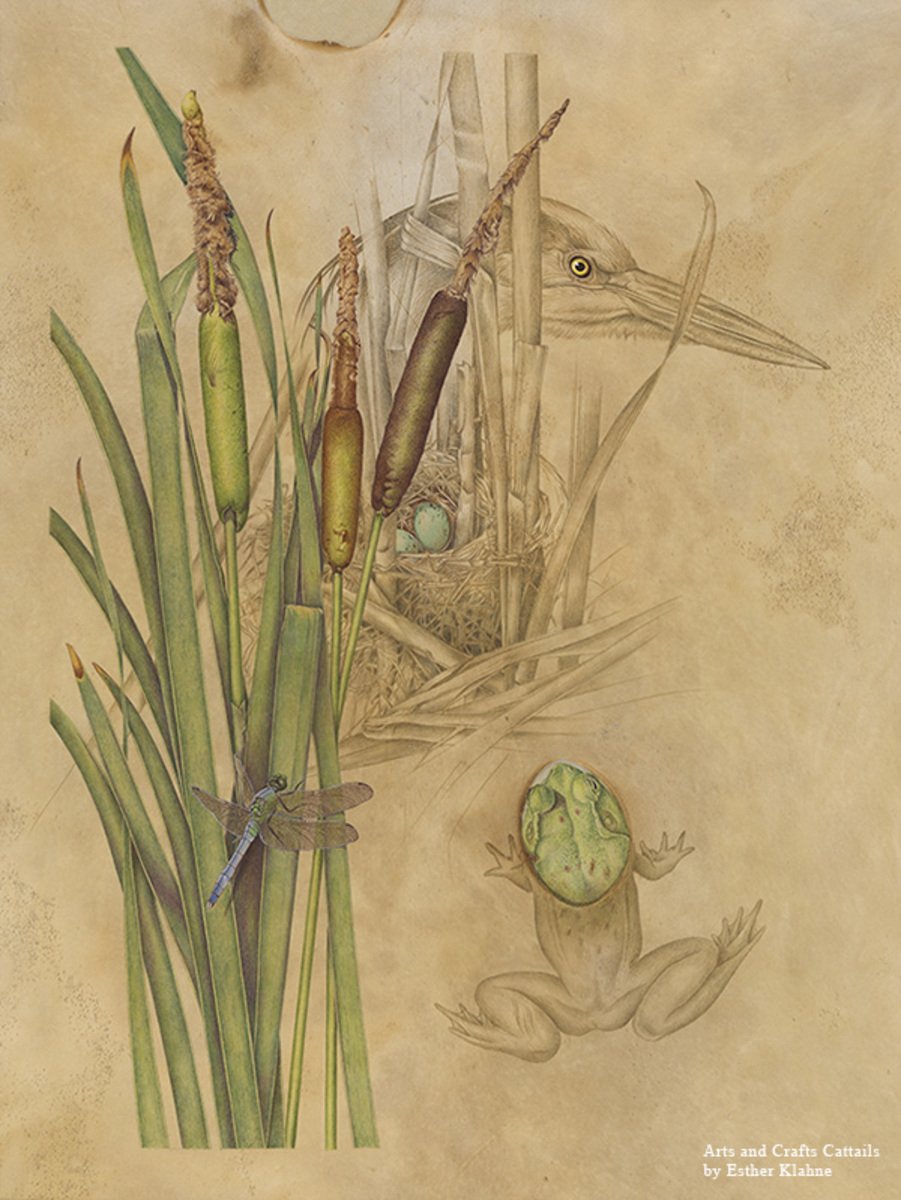 Arts crafts cattails web b ri9lsq