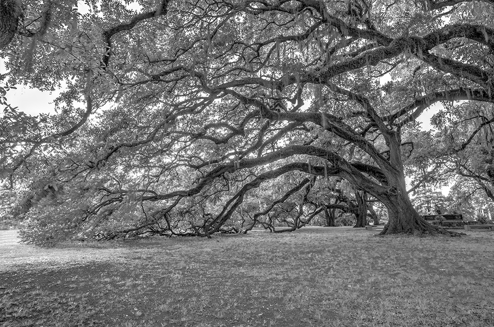 Bw oaks dteadi d0qtlp