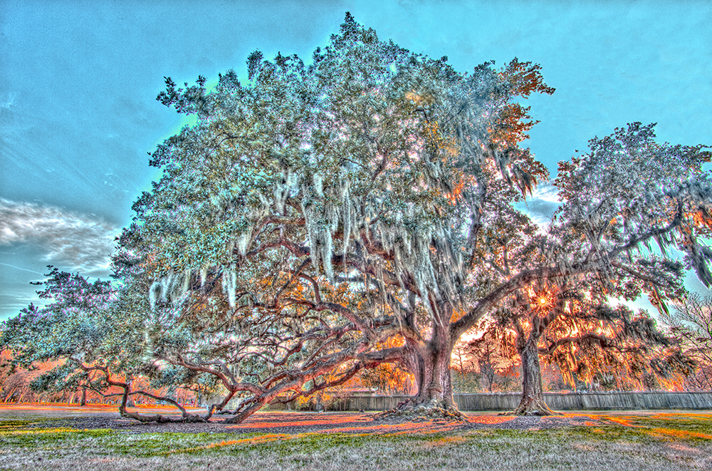 Tree of life byrei2 ix0kts