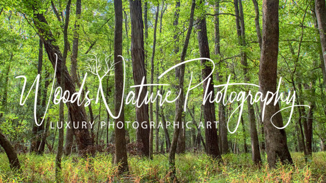 woodsnaturephotography