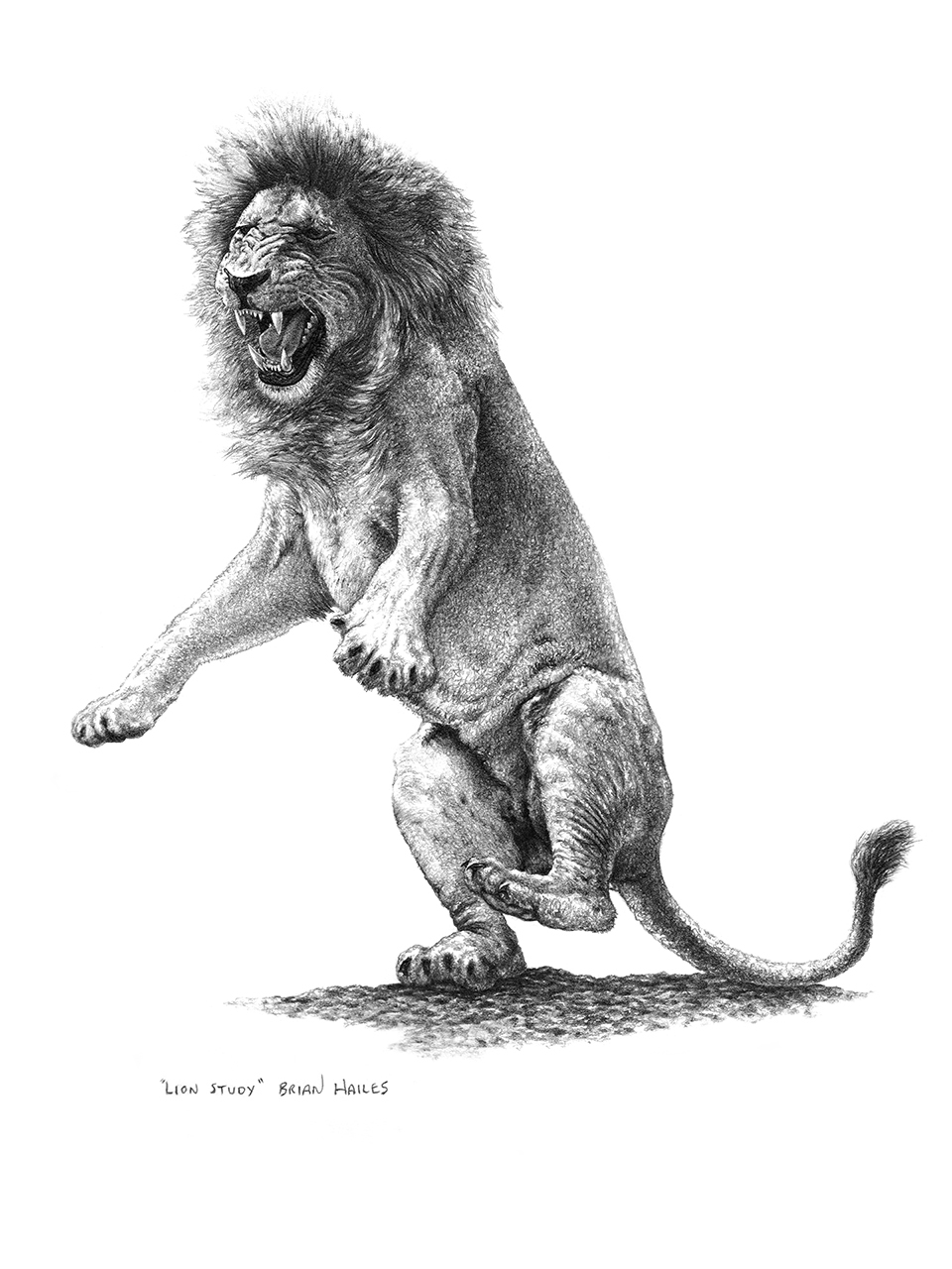 Лев крадется рисунок