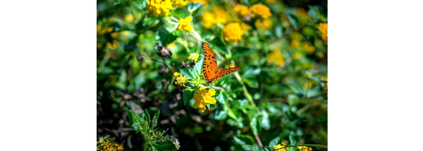 
        <div class='title'>
          Butterfly-in-Destin-banner-f8mrvi
        </div>
       