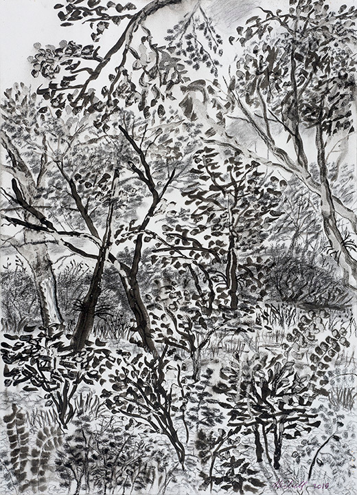 My backyard series12 ink charcoal drawing yziddv
