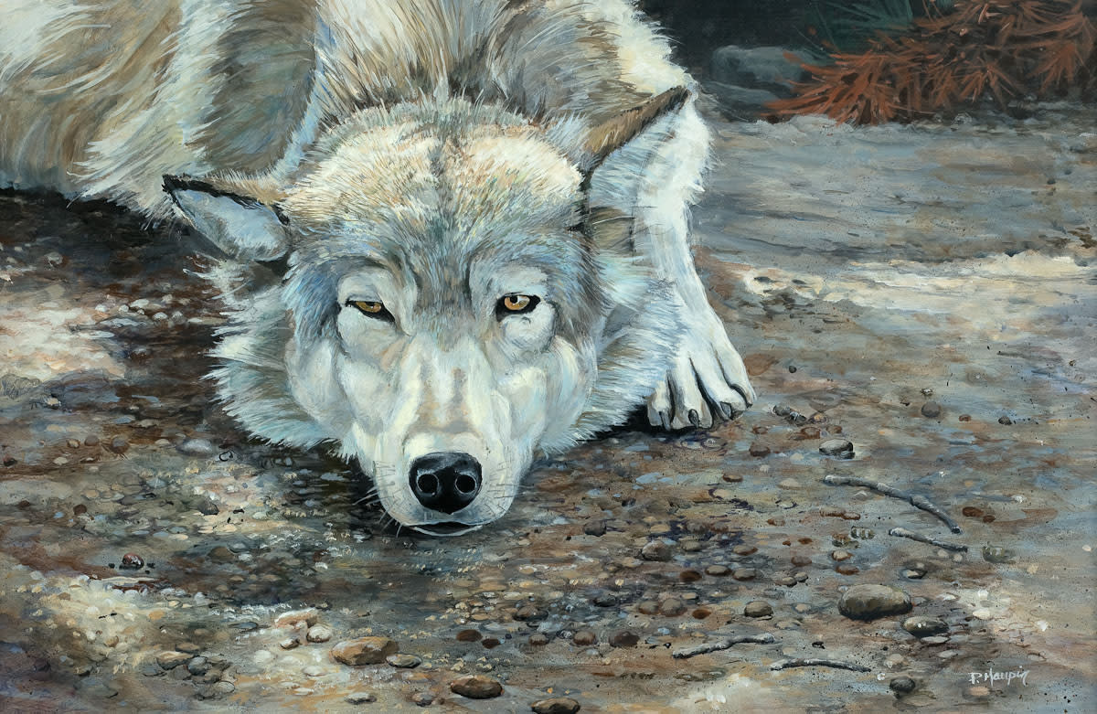Yellowstone wolf lores zja1sg