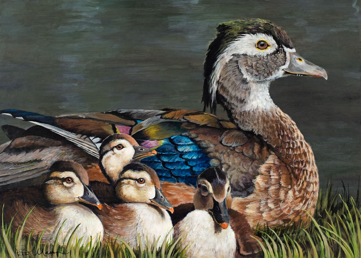 Wood duck with chicks lores bpikgo