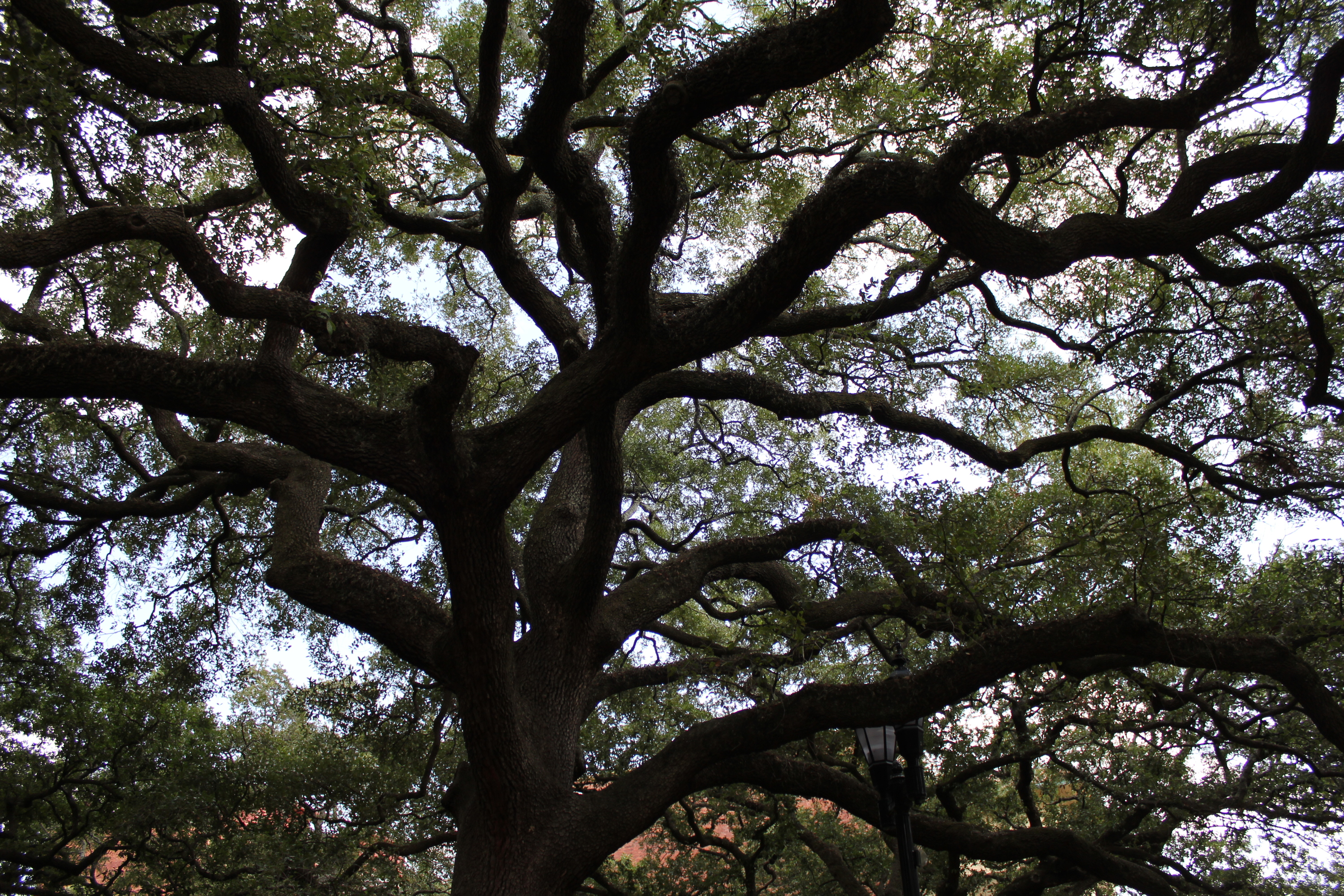Savannah tree ppjfky