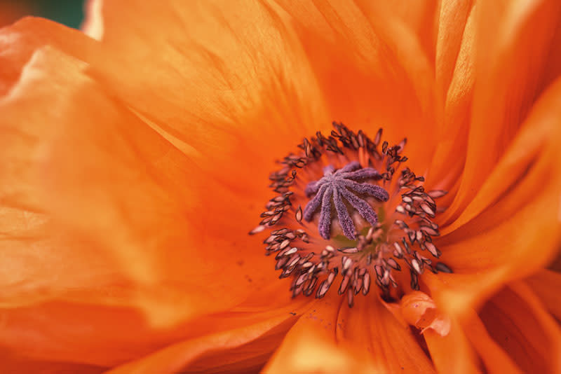 Poppy gbpvfi
