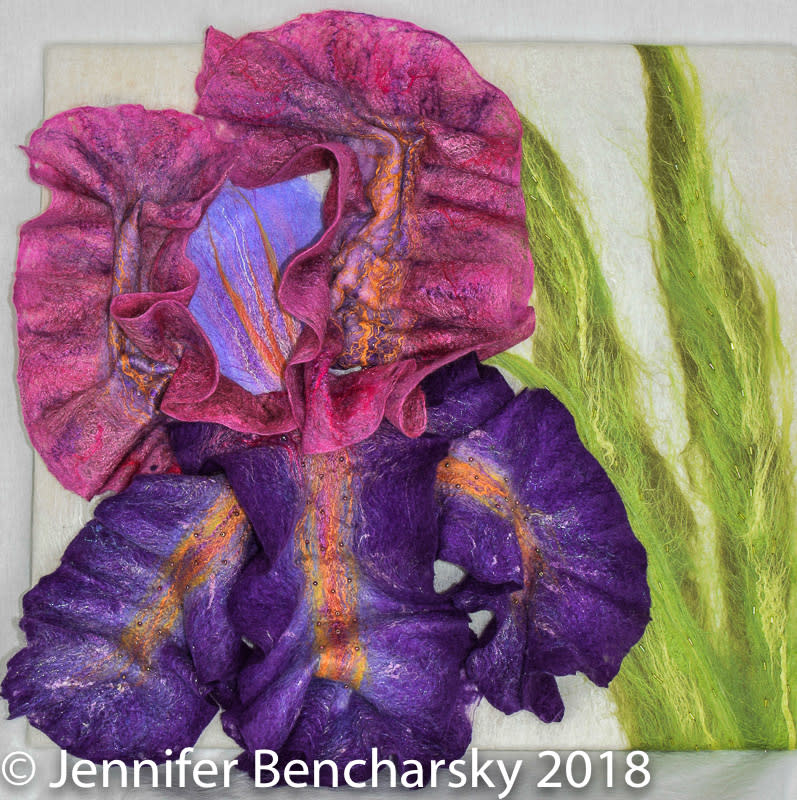 Bearded iris gdminb
