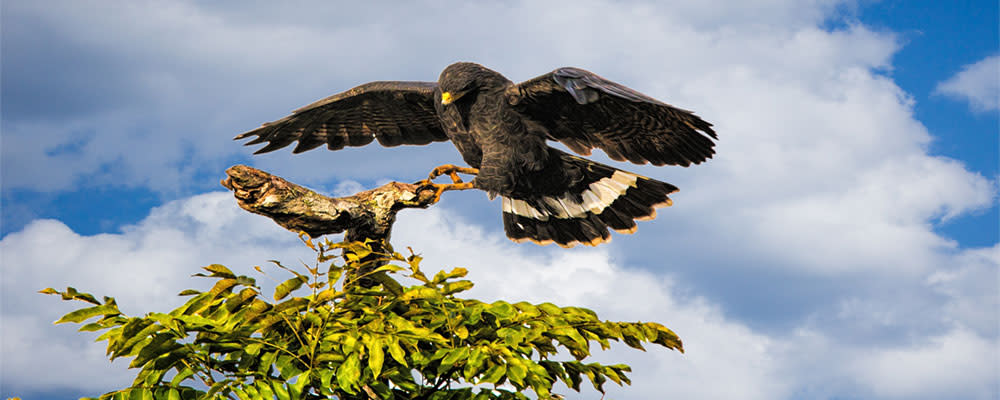 
        <div class='title'>
          Birds  36
        </div>
       