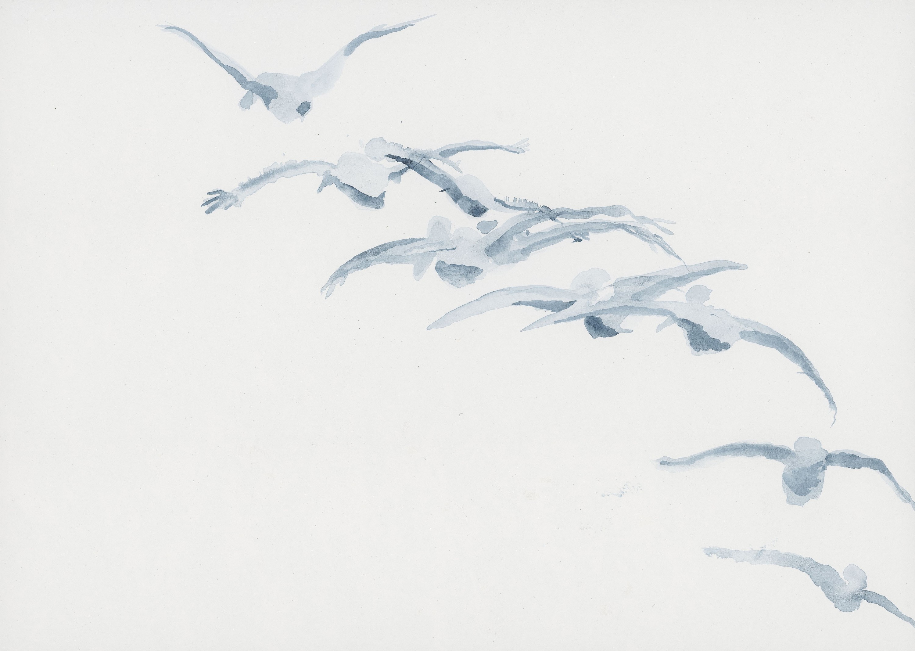 Pelicans jckjaf