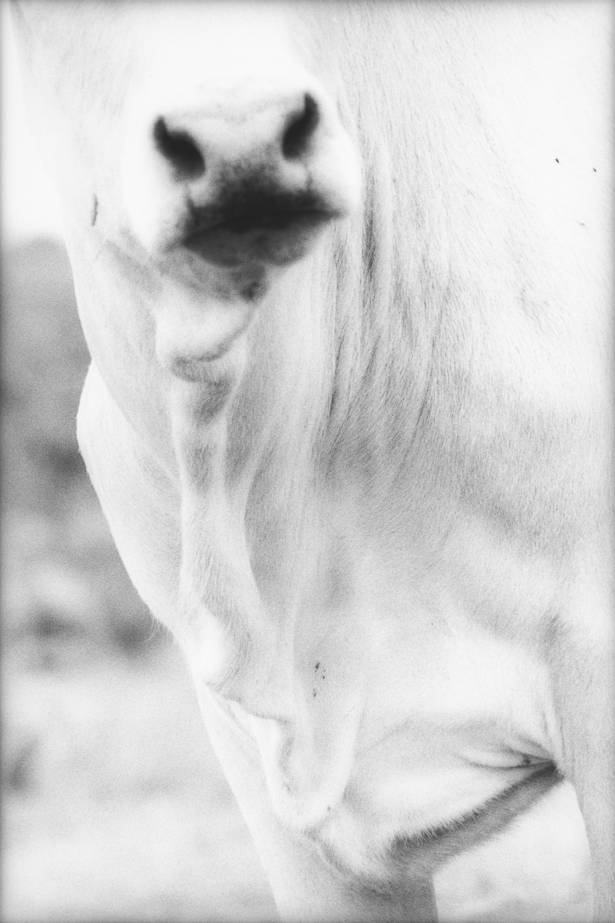 Steer 1 castell rndyig