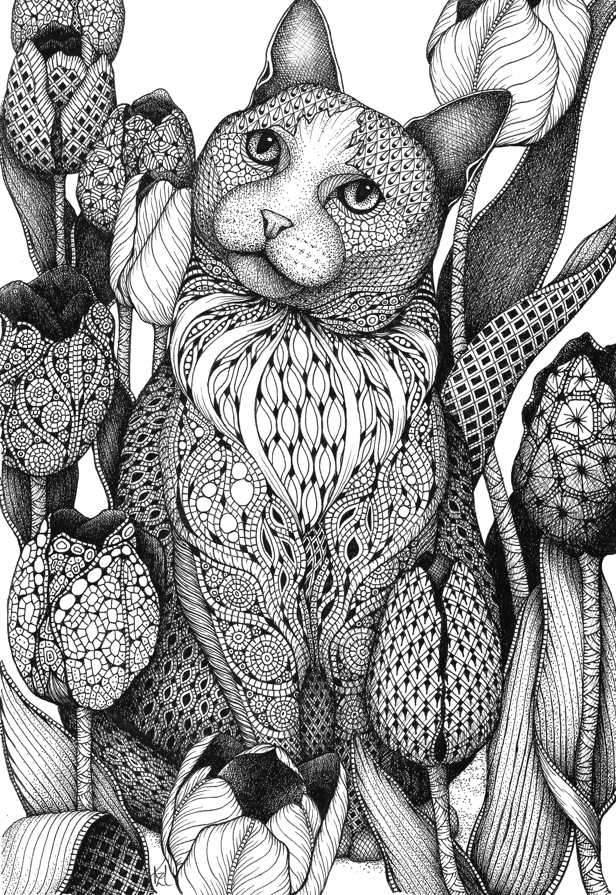 Cat tulips fgljgc