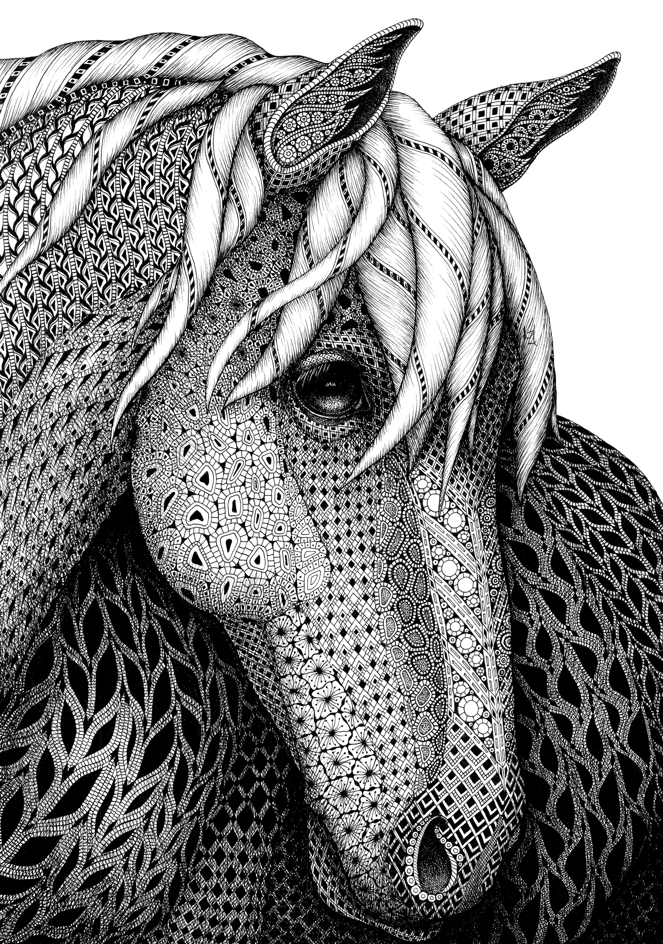 Horse portrait of a pony uljdfn