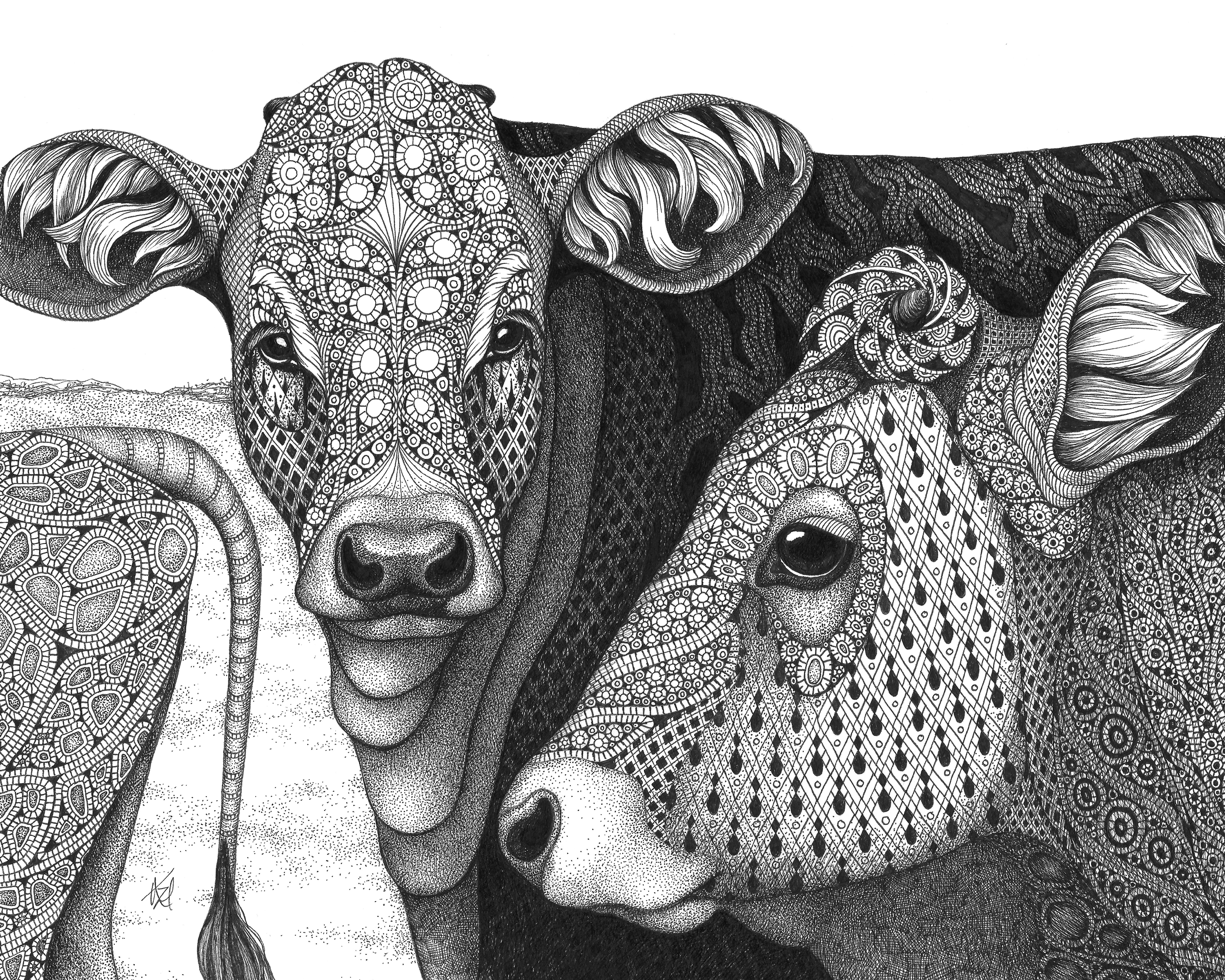 Cows the herd dpjr4j