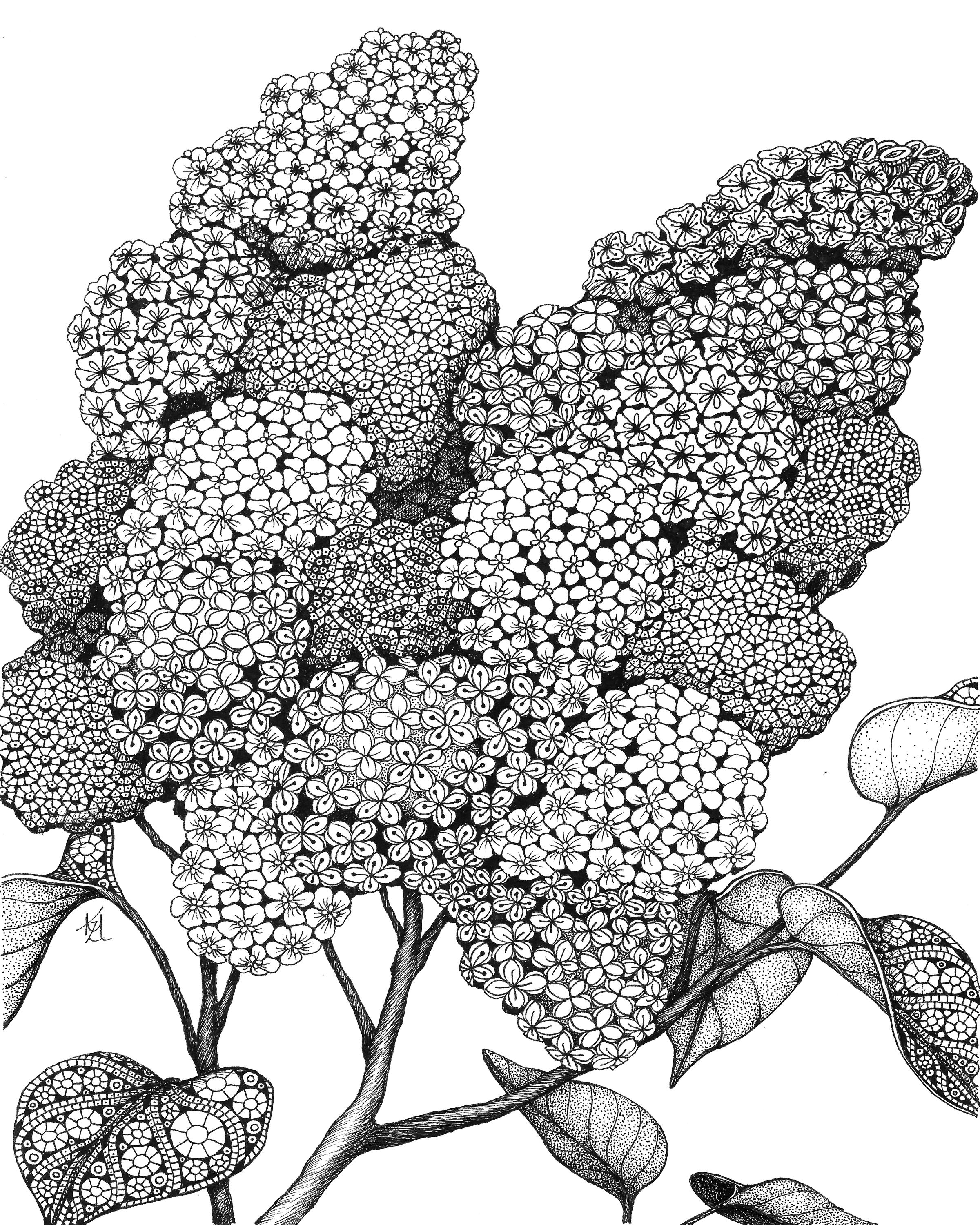 Lilacs pnmvgh