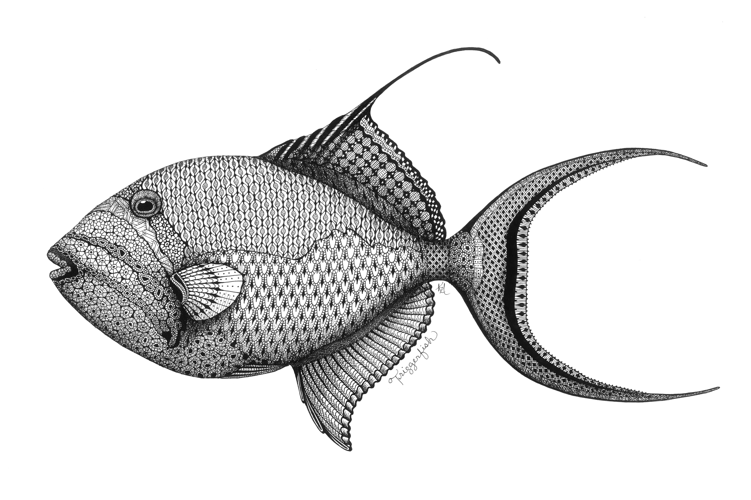 Triggerfish s0ogtf