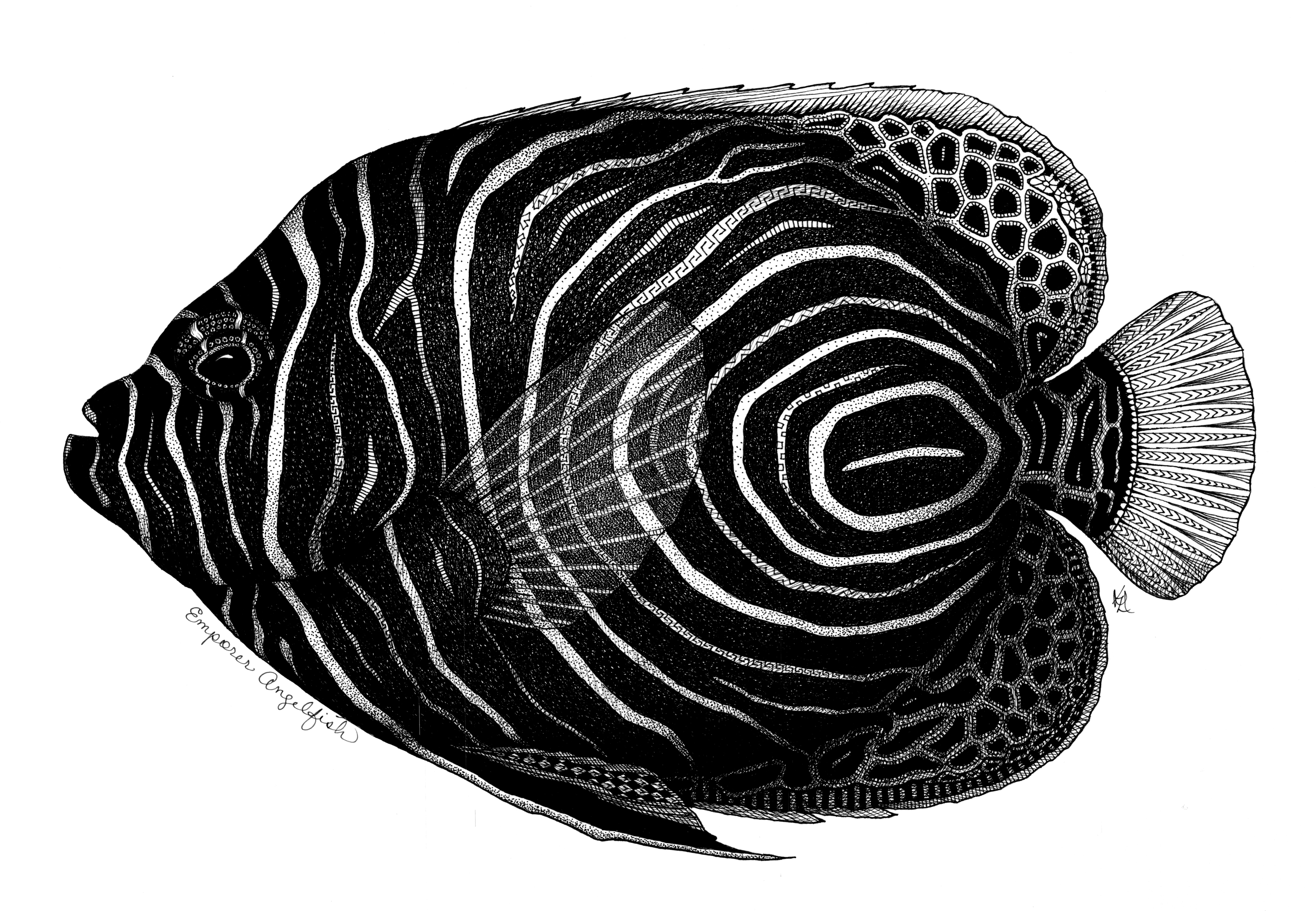 Emporer angelfish nucbpq