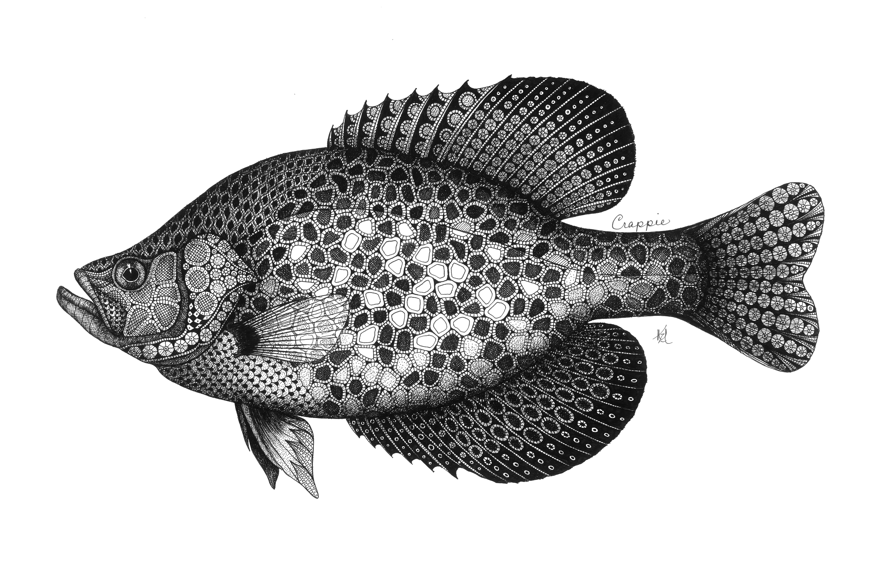 Crappie pveyp3