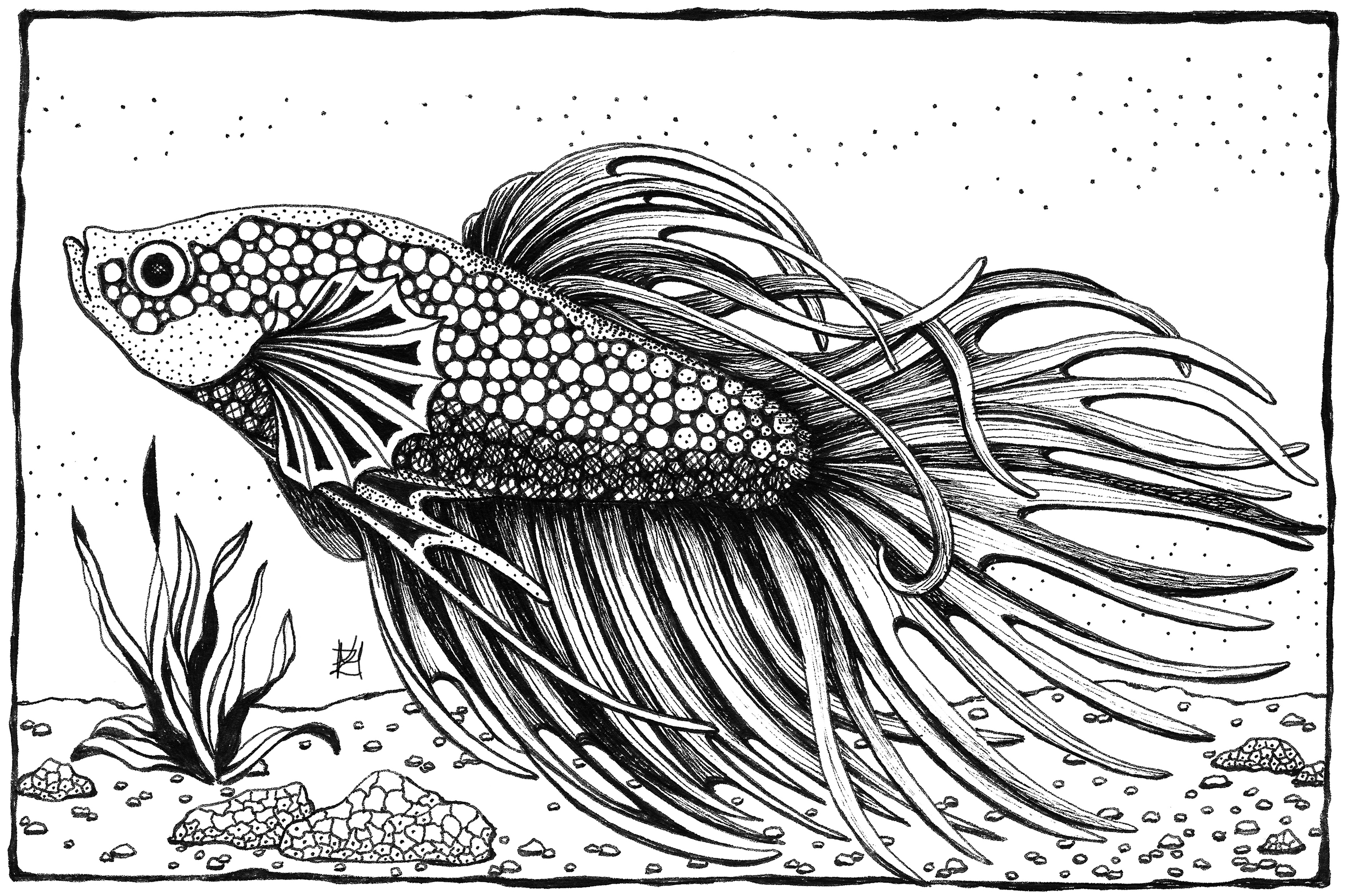 Betta fish ifcml0