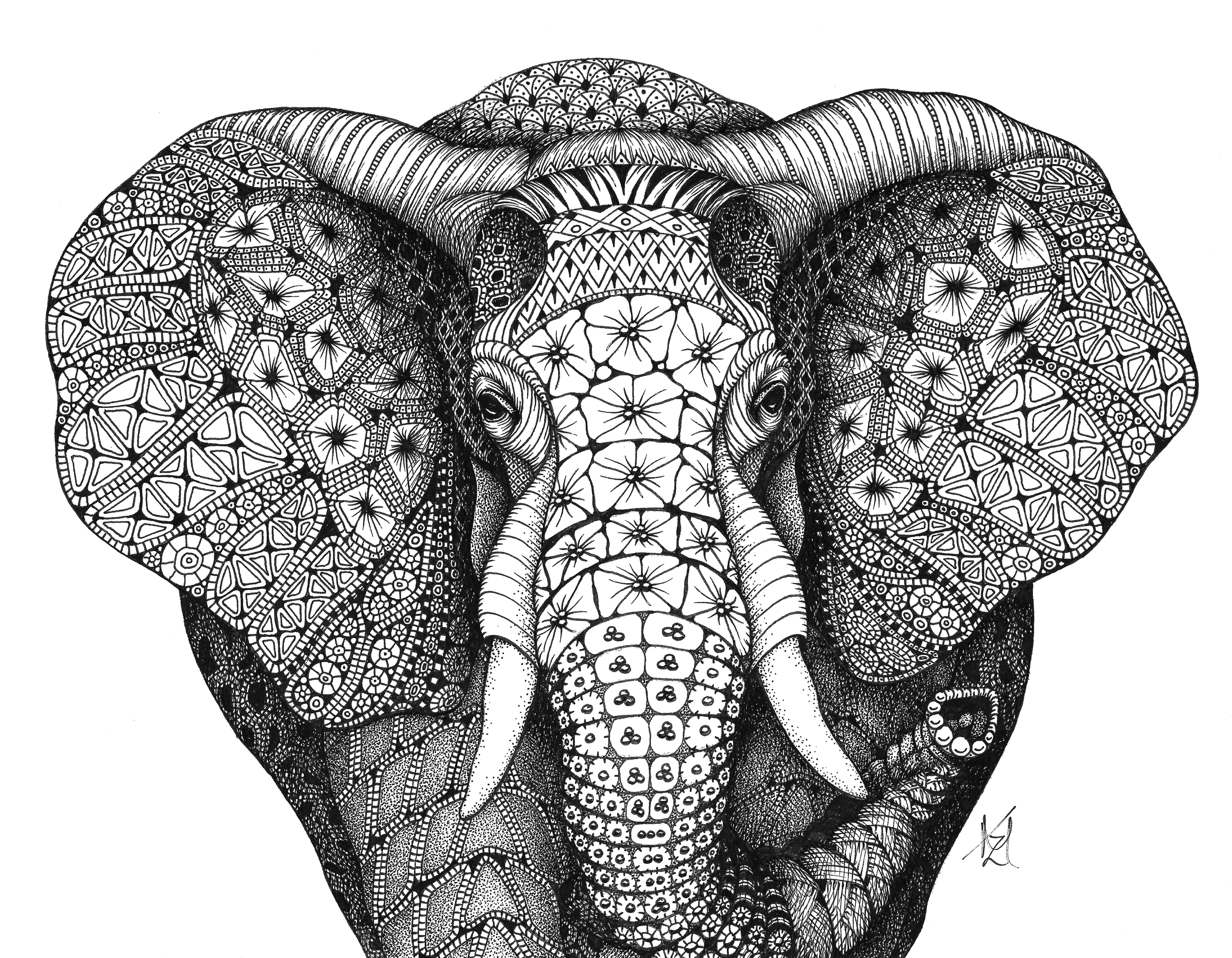 African elephant gkoghh
