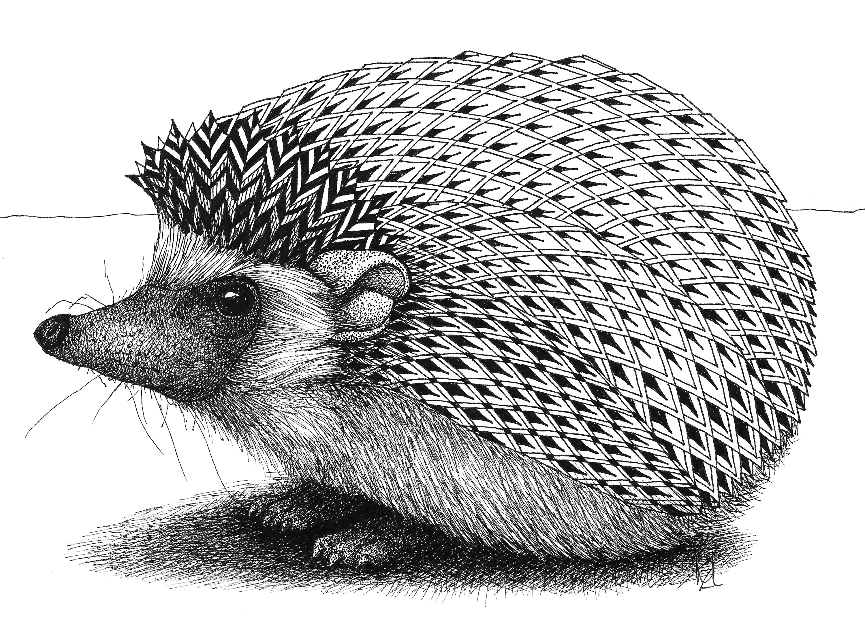 Hedgehog bov8dz
