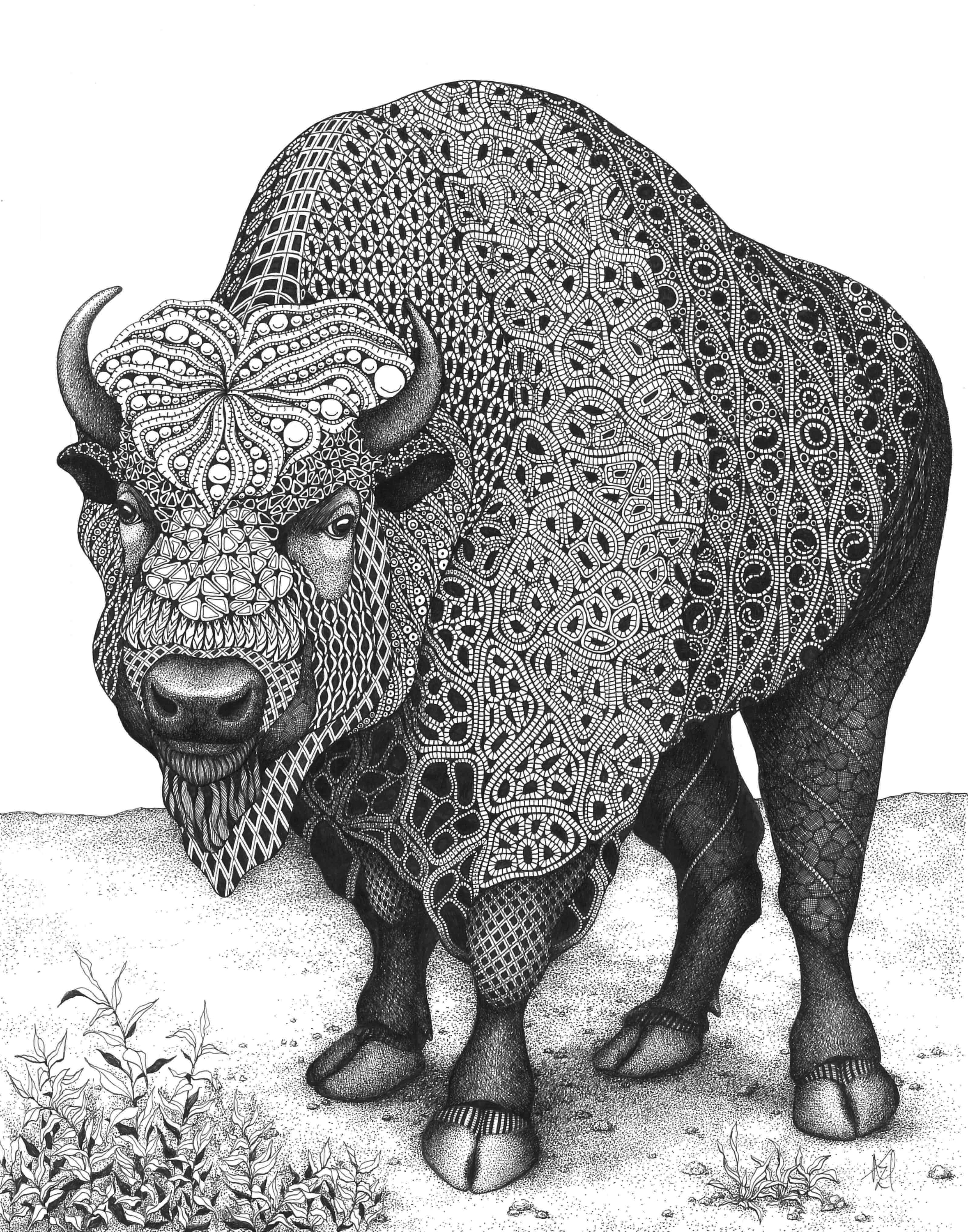 Bison home on the range ze9efu