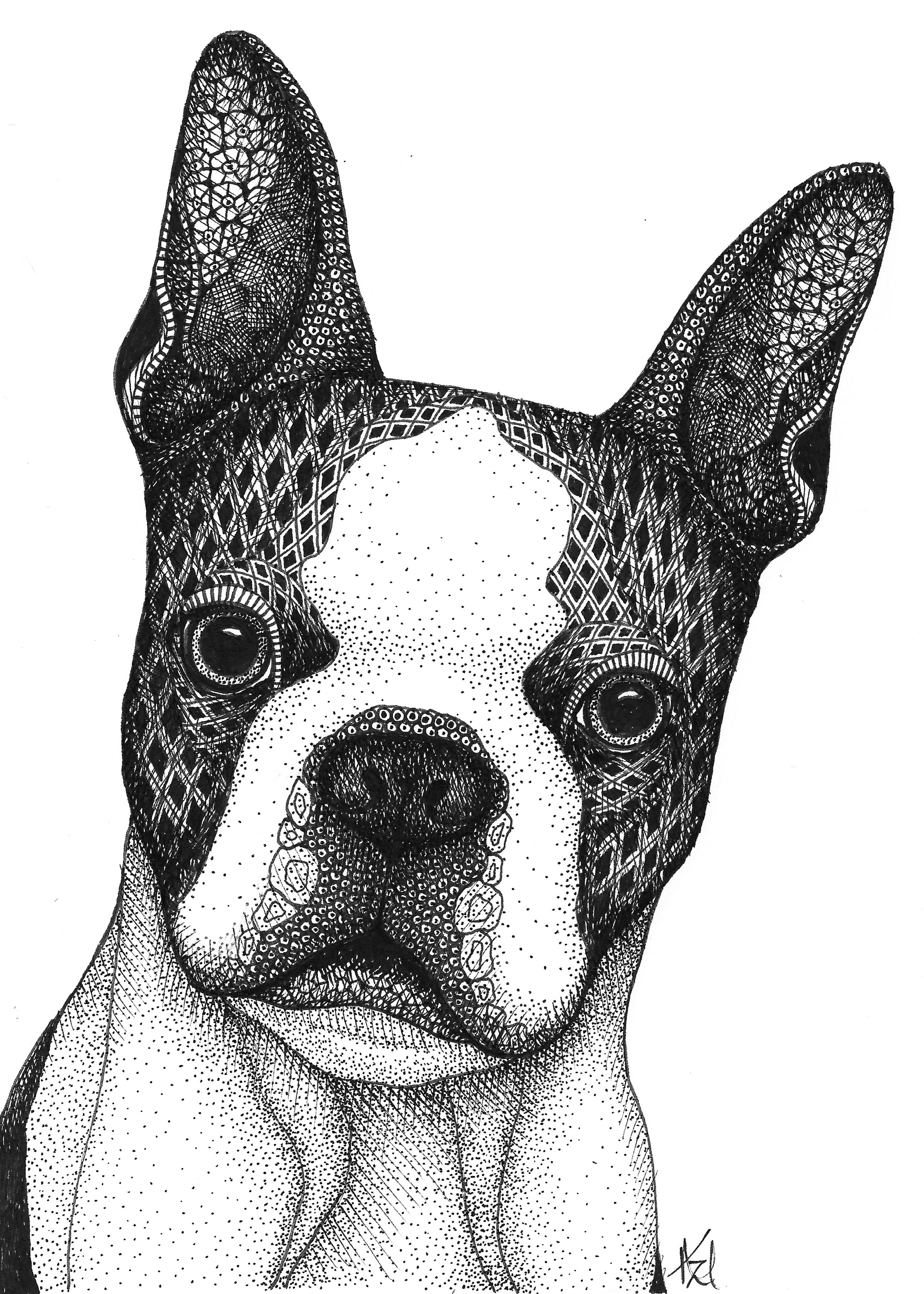 Boston terrier wrkqiy