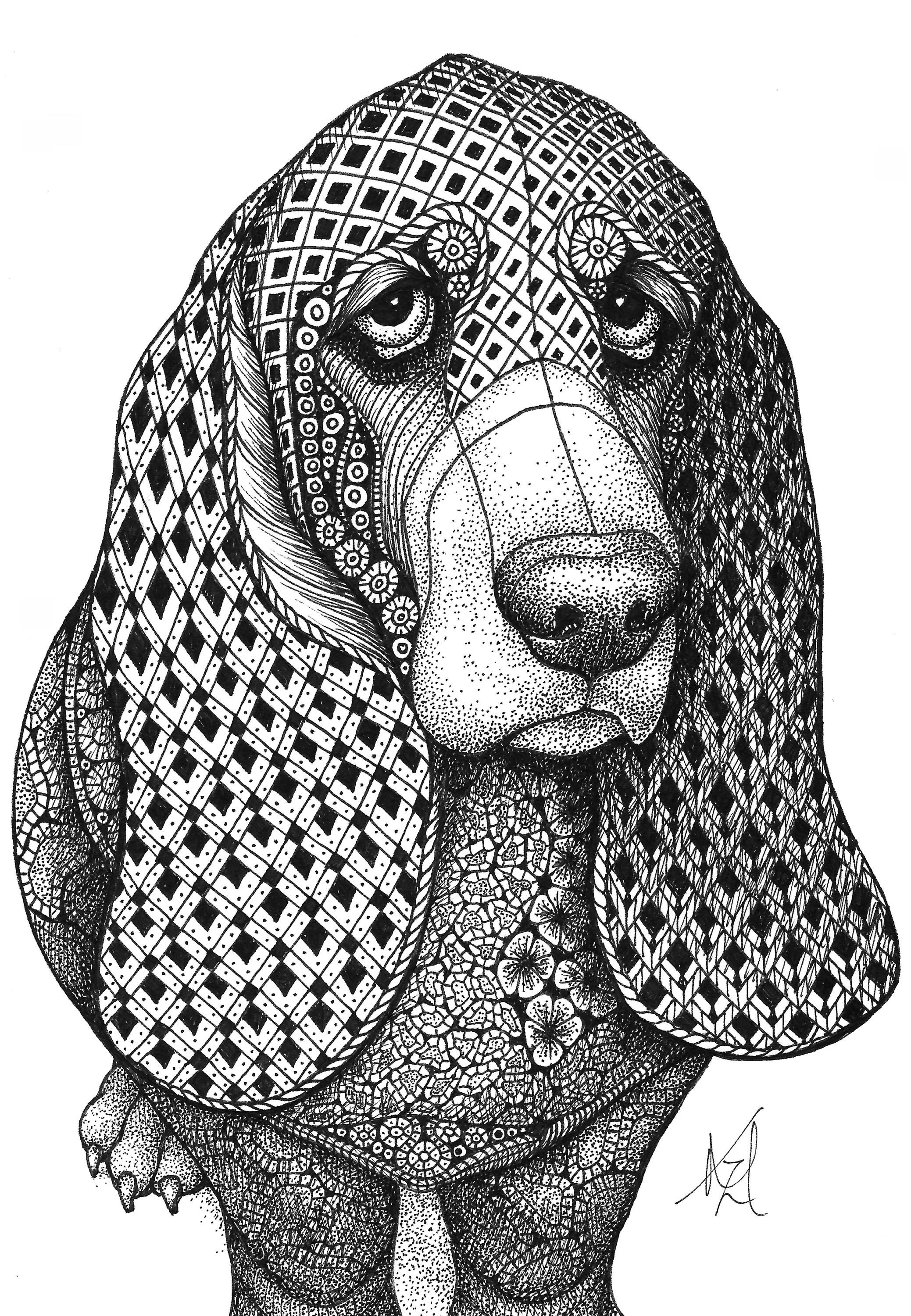 Bassett hound vesqfk