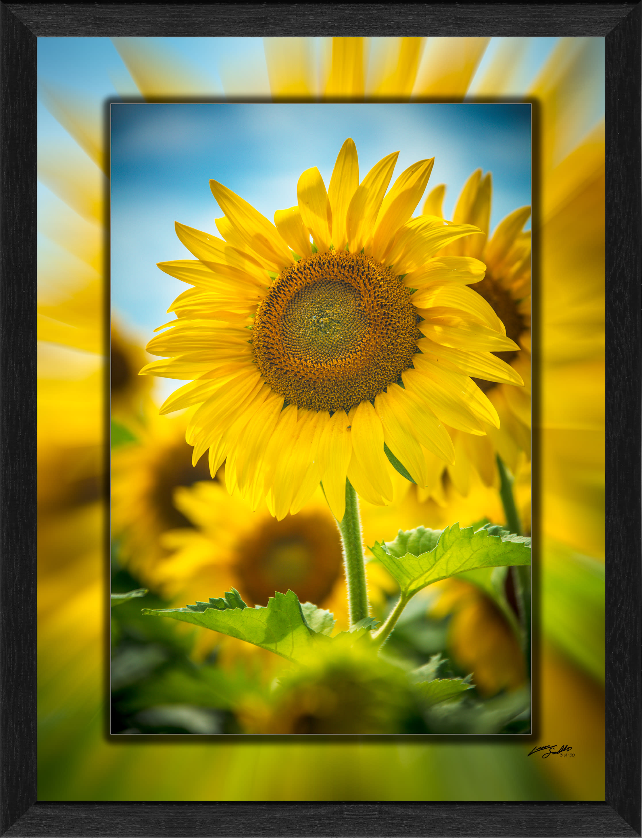 Sunflower 3d Black Grain Narrow 3d Art Print