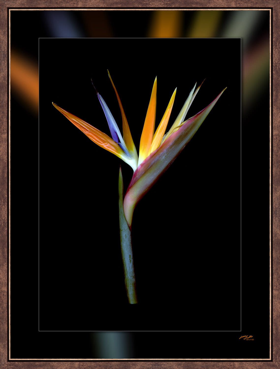 Bird of paradise v sn4 perimeter bronze narrowperimeter bronze narrow emvopg