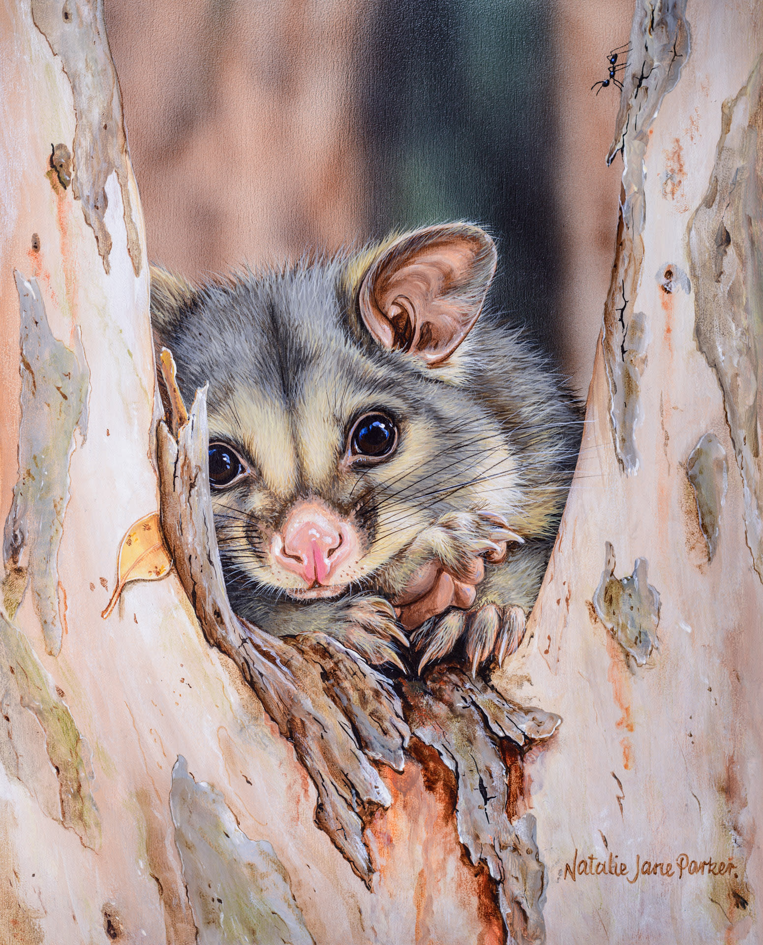 Common Brushtail Possums (Trichosurus vulpecula) Australian Wildlife