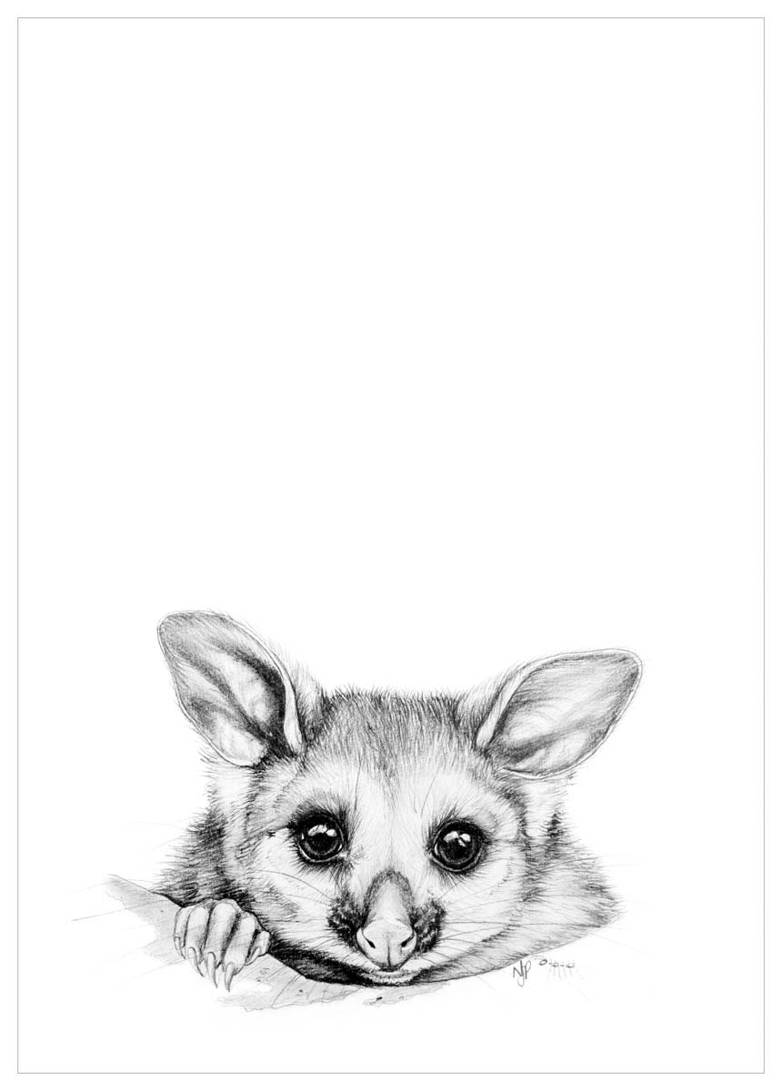 possum drawing
