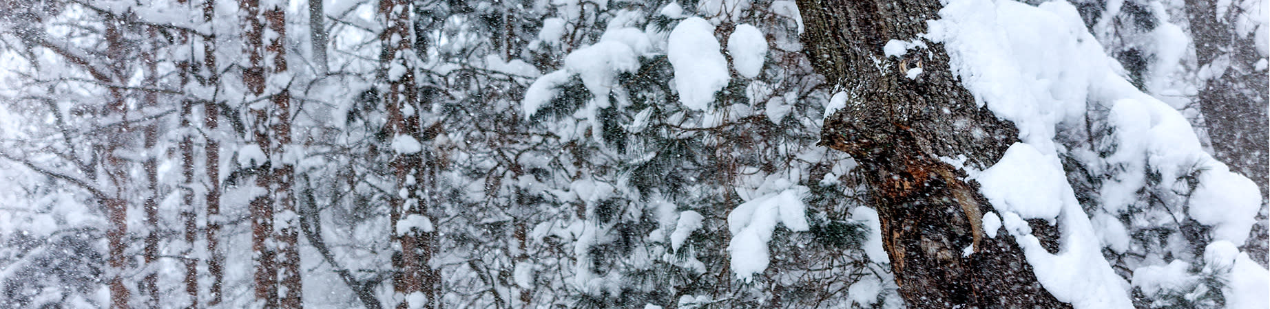 
        <div class='title'>
          Lori's Winter 2017 7453 web
        </div>
       