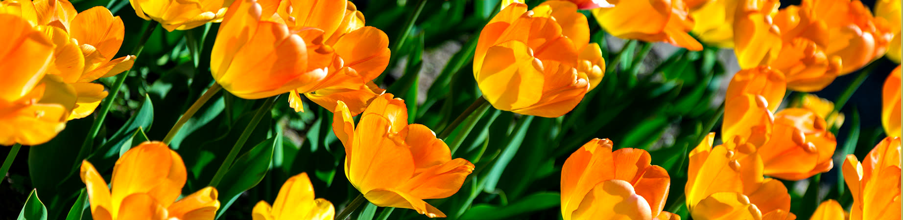 
        <div class='title'>
          Tulips 0043
        </div>
       