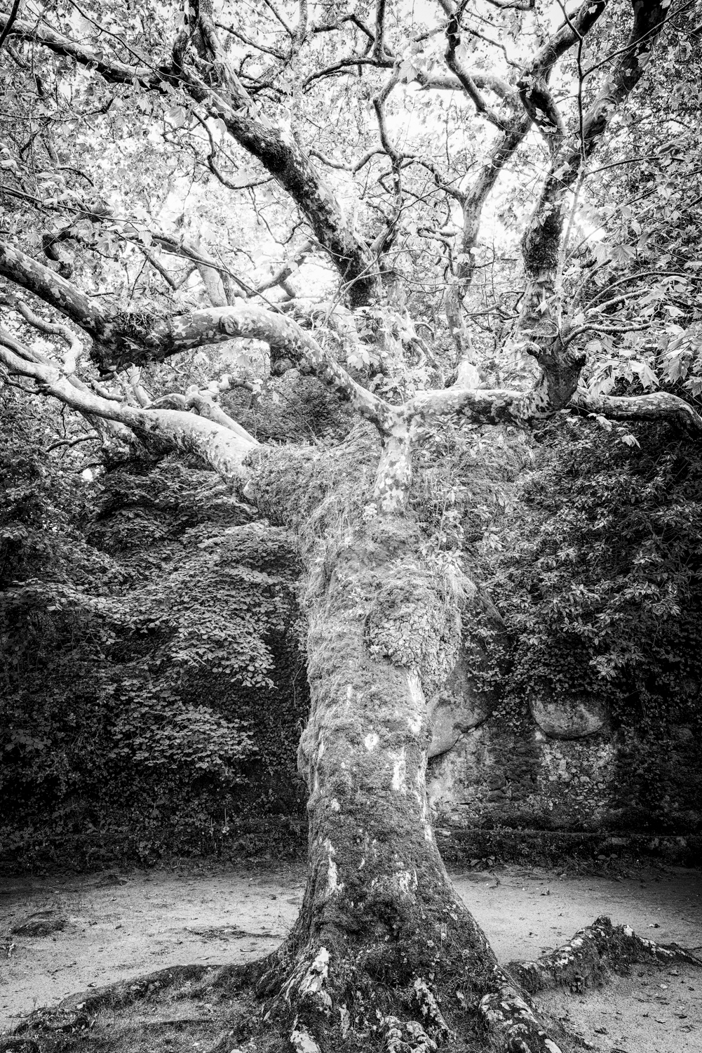 Tree 90 growing complexity le wshioa