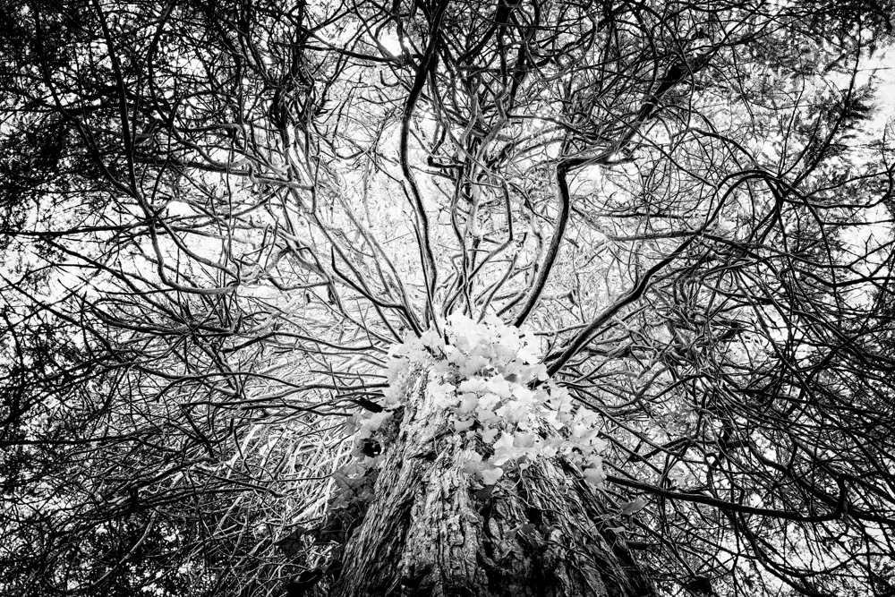 Tree 9 le e38u3k