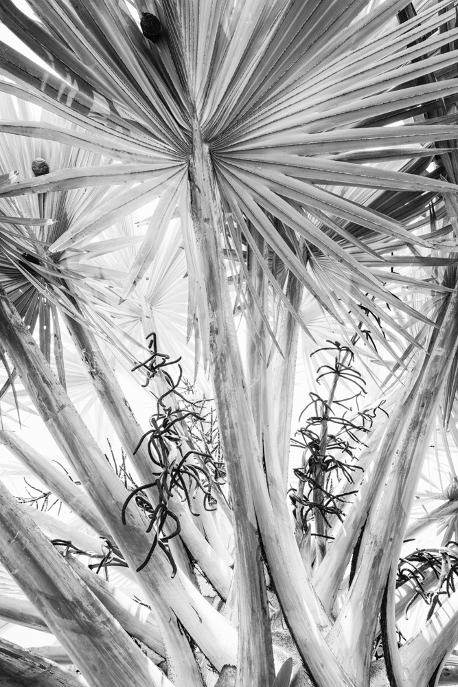Tree 103 le wbxqx7