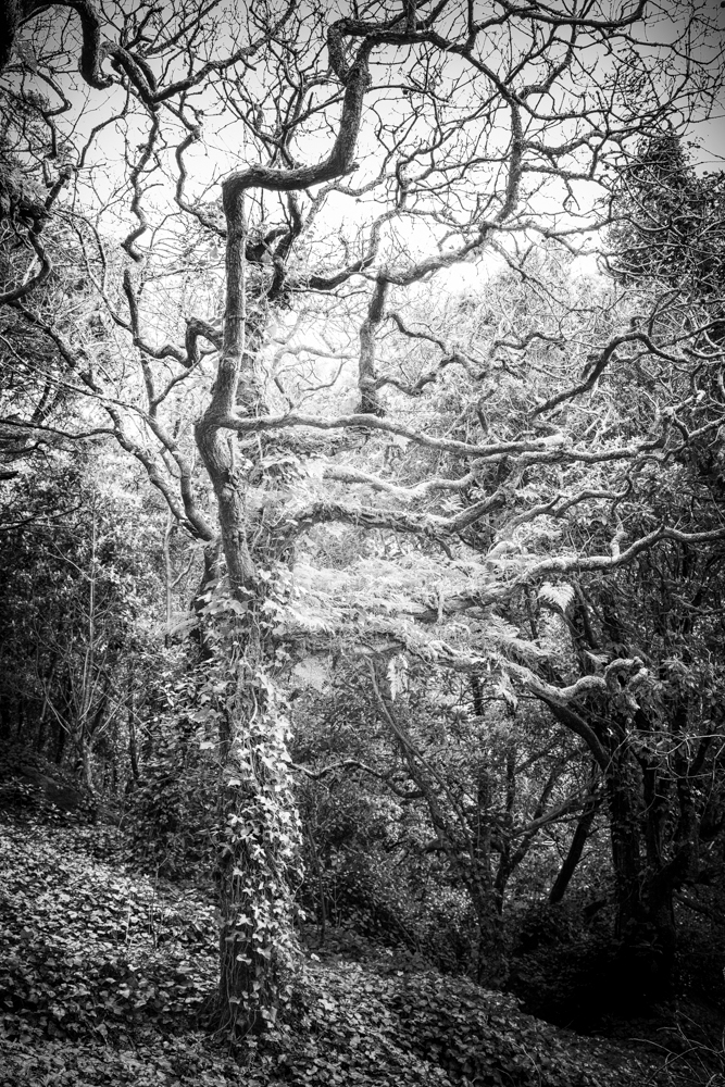 Tree 135 le ddmzo9