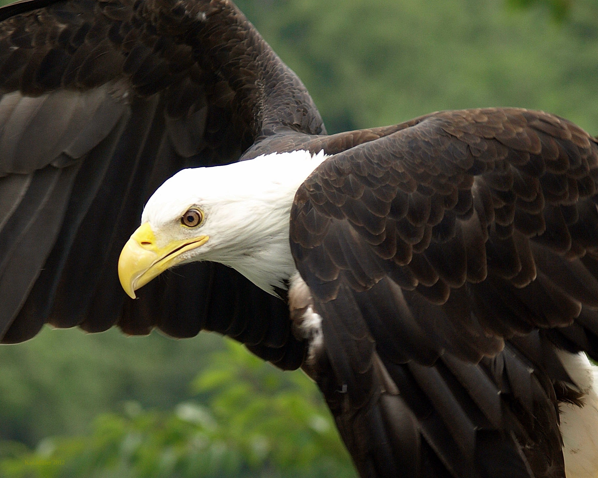 Eaglepose ikoeho