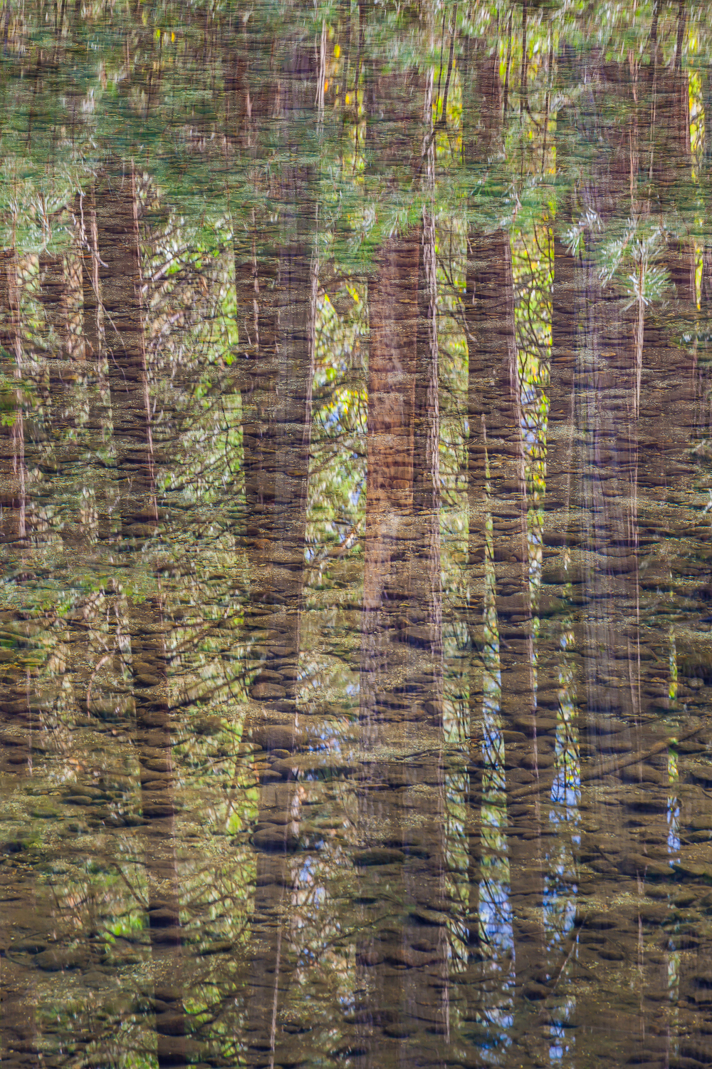 River bottom and pine reflections 2014 tmu0ff