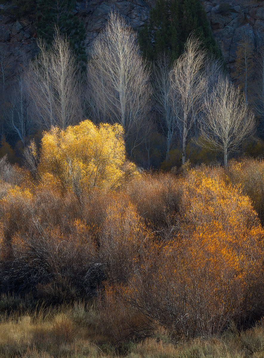 Autumn aglow eastern sierra k24eaa