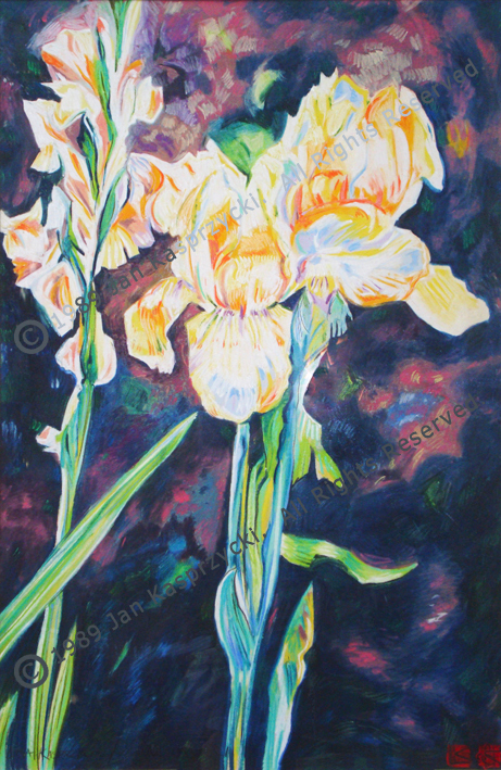 Yellow iris gladiola wc m8miuo